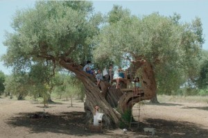 Olivetree_VideoStill_